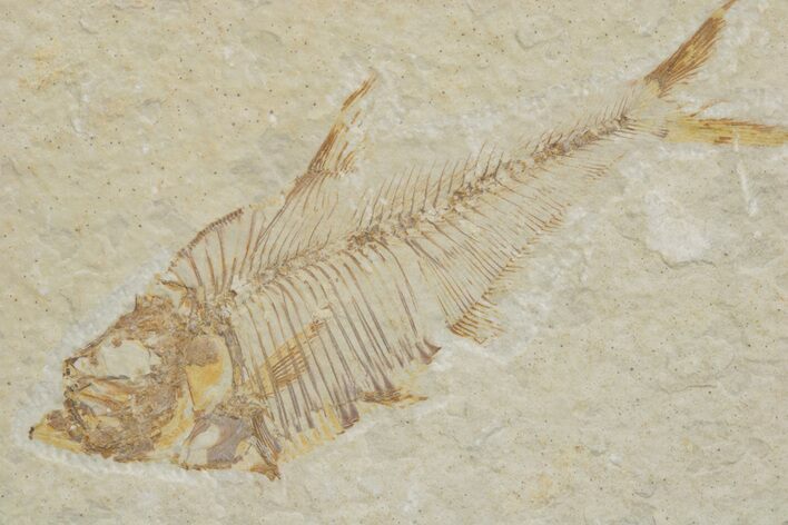 Fossil Fish (Diplomystus) - Green River Formation #217542